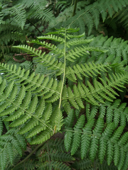 Hypolepis glandulifera