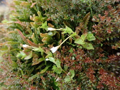 Epilobium chlorifolium