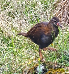 Gallirallus australis