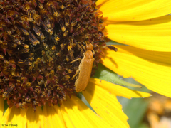 Epicauta ferruginea