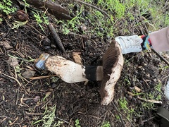 Agaricus pattersoniae