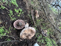 Agaricus pattersoniae