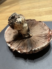 Agaricus pattersoniae