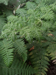 Hypolepis glandulifera