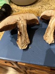 Agaricus pattersoniae