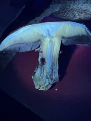 Agaricus pattersoniae