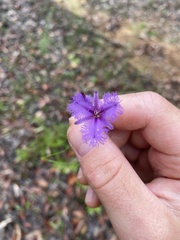 Thysanotus tuberosus