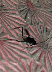 Evania appendigaster