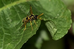 Tenthredo scrophulariae