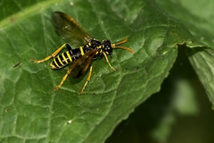 Tenthredo scrophulariae