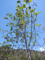 Alnus acuminata