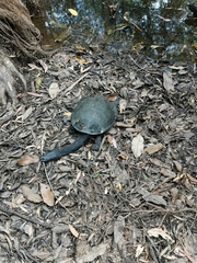 Chelodina expansa