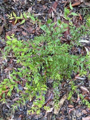 Grevillea mucronulata