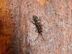Orchesella cincta