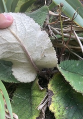 Brachyglottis lagopus