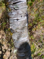 Alnus acuminata