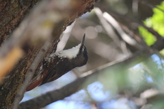 Pygarrhichas albogularis