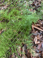 Lindsaea microphylla