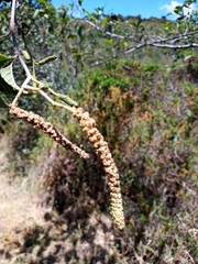 Alnus acuminata