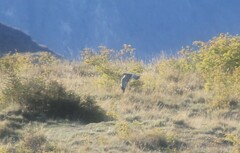 Circus cinereus