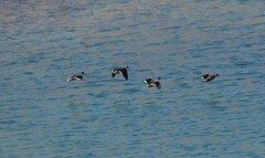 Speculanas specularis