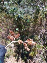 Alnus acuminata