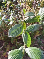Alnus acuminata