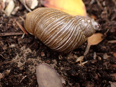 Bothriembryon tasmanicus