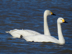 Cygnus columbianus bewickii