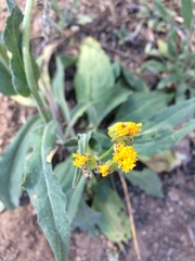 Senecio aronicoides