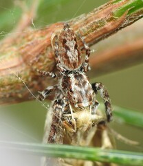 Paraphilaeus daemeli