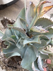 Kalanchoe marmorata