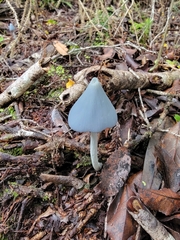 Entoloma hochstetteri
