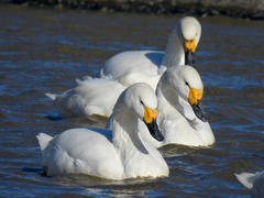 Cygnus columbianus bewickii