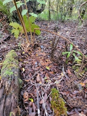 Entoloma hochstetteri