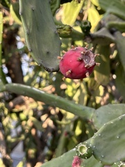 Opuntia cochenillifera
