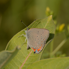 Satyrium acadica