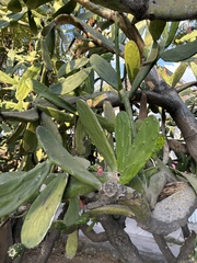 Opuntia cochenillifera