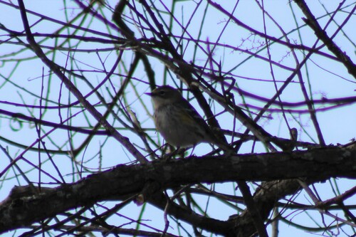 Yellow-rumped Warbler photographed in Virginia