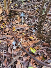 Entoloma hochstetteri