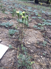 Chaenactis douglasii