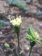 Chaenactis douglasii