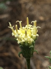 Chaenactis douglasii