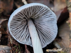 Entoloma hochstetteri