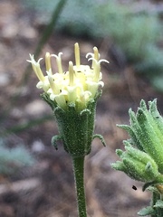 Chaenactis douglasii