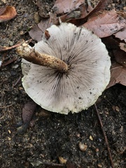 Hypholoma capnoides