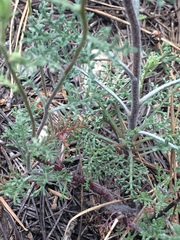 Chaenactis douglasii