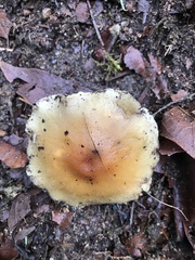 Hypholoma capnoides