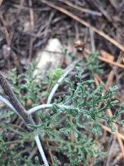 Chaenactis douglasii