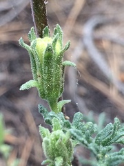 Chaenactis douglasii